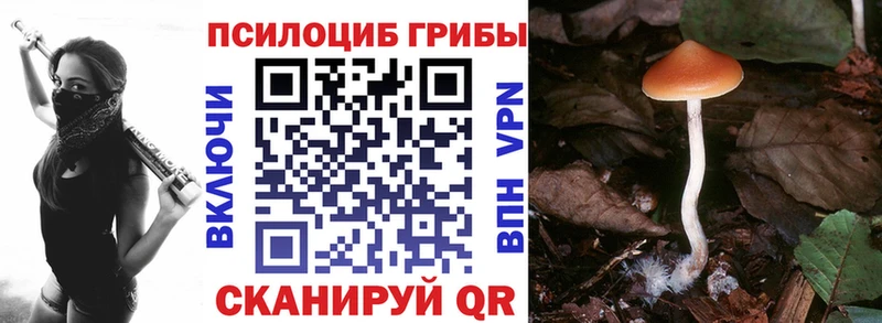 Псилоцибиновые грибы Psilocybe  Купить закладки  Шагонар 